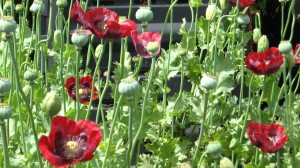 Opium poppies, papaver somniferum